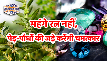 महंगे रत्न नहीं, पेड़-पौधों की जड़े करेंगी चमत्कार | Relation between Plants and Planets in Astrology