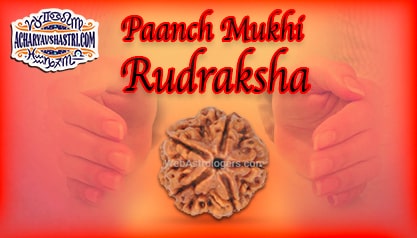 5 Mukhi Rudraksha Five Face Rudraksha Bead Benefits Health Power Of Panch Mukhi 4 Face Rudraksha Advantages Benefits Of 1 To 21 Faced Rudraksha Panchmukhi Panch Mukhi Rudraksha This rudraksha symbolizes panch pandavs. acharya v shastri