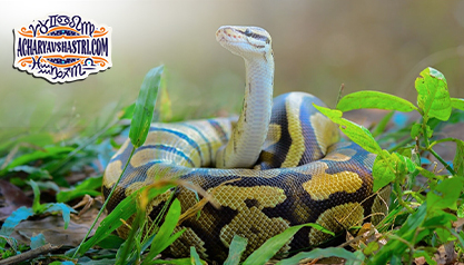 Seeing Snake in Dreams? Here is the Astrological Interpretation for You only!